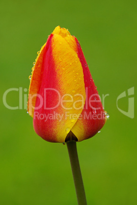Tulpe - tulip 42