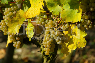 Wein - grape 29