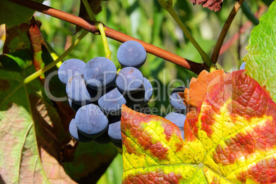 Weintraube rot - grape red 19