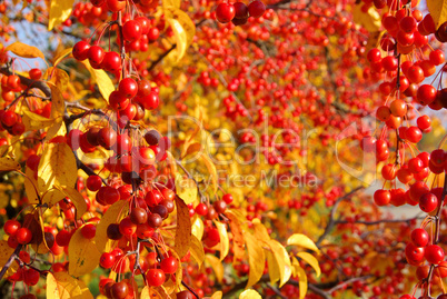 Wildkirsche im Herbst - wild cherry in fall 03