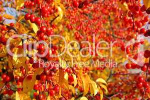 Wildkirsche im Herbst - wild cherry in fall 03