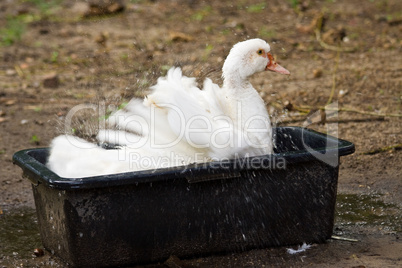 badende Hausente, bathing canard