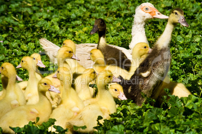Warzenente mit Küken, muscovy duck with ducklings