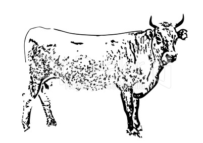 Gezeichnete Kuh in Schwarzweiß