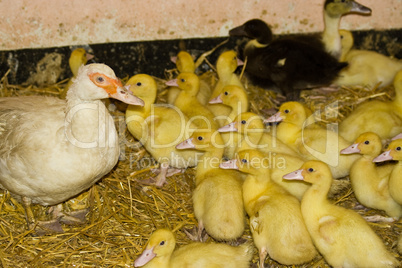 Warzenente mit Küken, muscovy duck with ducklings