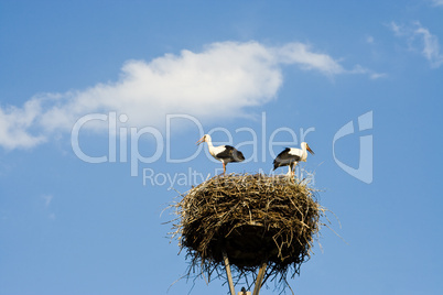 Störche im Nest, storks in a nest