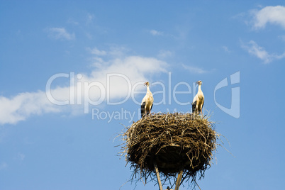 Störche im Nest, storks in a nest