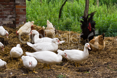 Enten und Hühner, ducks and chicken
