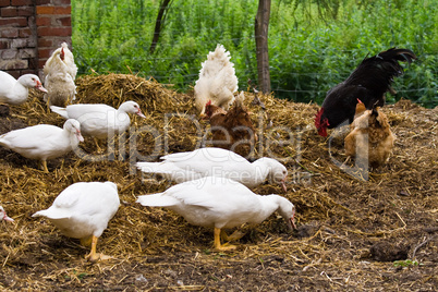 Enten und Hühner, ducks and chicken