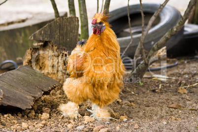 Zwergseidenhahn, Silkie rooster