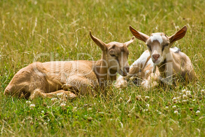 junge Ziegen, young goats
