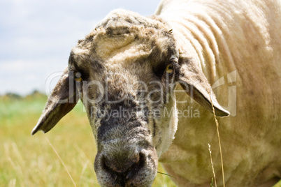 Schaf, sheep Schaf, sheep