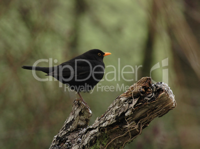 Amsel (Turdus merula)