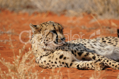 Gepard (Acinonyx jubatus)
