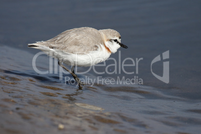 Fahlregenpfeifer (Charadrius pallidus)