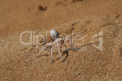 Goldene Radspinne (Carparachne aureoflava)