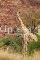 Giraffe (Giraffa camelopardalis)