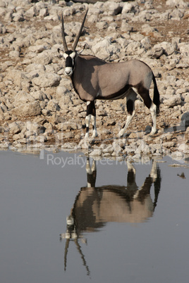 Oryx (Oryx gazella)