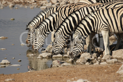 Trinkende Steppenzebras