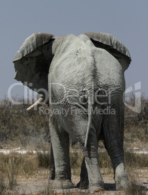 Elefant (Loxodonta africana)