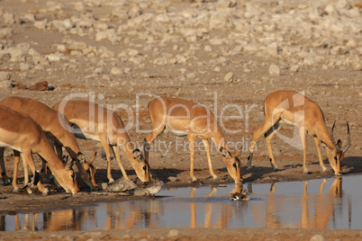 Impalas am Wasserloch