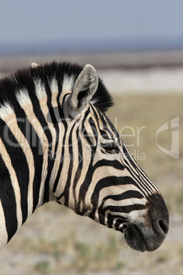 Steppenzebra (Equus quagga)