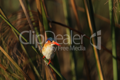 Malachiteisvogel (Alcedo cristata)