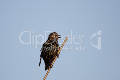 Star (Sturnus vulgaris)