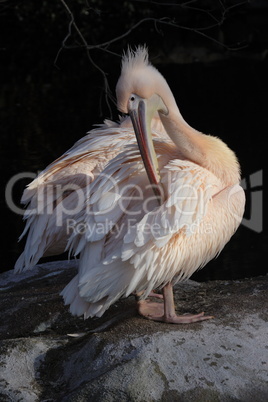 Rosapelikan (Pelecanus onocrotalus)