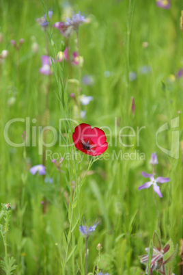 auf einer Blumenwiese