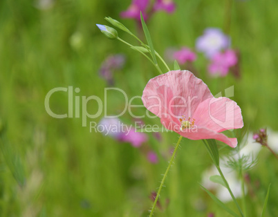 Rosa Mohn