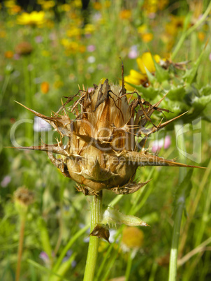 verblühte Mariendistel