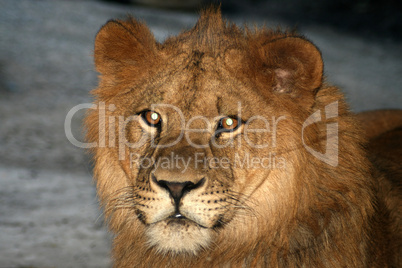 Löwe,Lion
