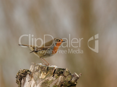 Rotkehlchen (Erithacus rubecula)