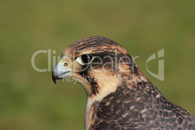 Wanderfalke (Falco peregrinus)