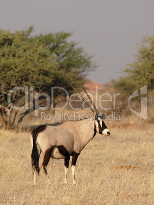 Oryx-Antilope (Oryx gazella)