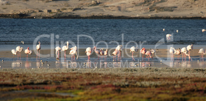 Flamingos (Phoenicopterus ruber)