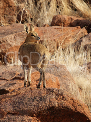 Klippspringer (Oreotragus oreotragus)