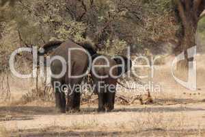 Wüstenelefanten in Namibia