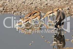 Springböcke und Oryx am Wasserloch