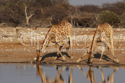 Zwei Giraffen