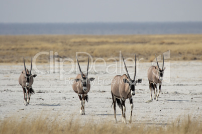 Oryx Antilopen (Oryx gazella)