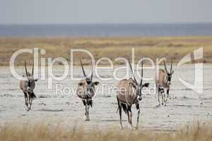 Oryx Antilopen (Oryx gazella)