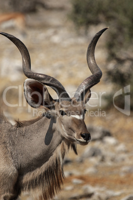 Kudu-Bulle (Tragelaphus strepsiceros)