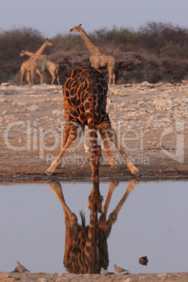 Trinkende Giraffe