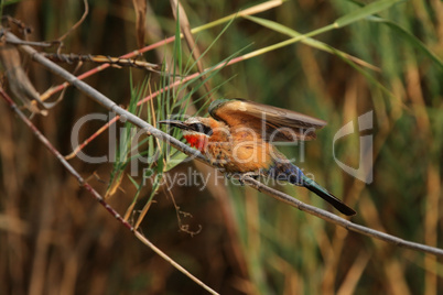 Weißstirnbienenfresser (Merops bullockoides)