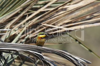 Zwergbienenfresser (Merops pusillus)