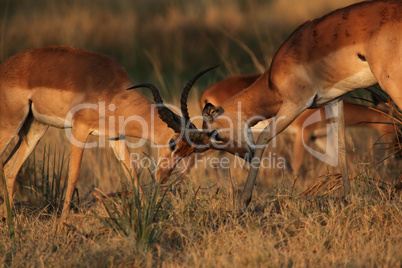 Impalas (Aepyceros melampus)