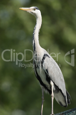 Graureiher (Ardea cinerea)