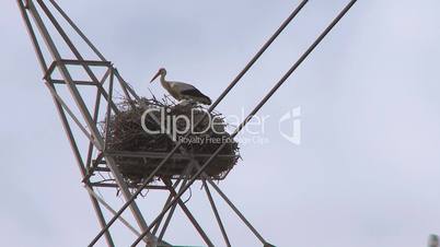 Stork with baby in the nest